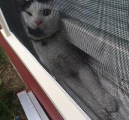 好奇害死猫吃瓜群众,揭秘吃瓜群众的疯狂世界