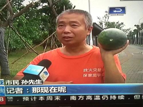 内乡吃瓜群众事件,一场网络舆论的风暴与反思