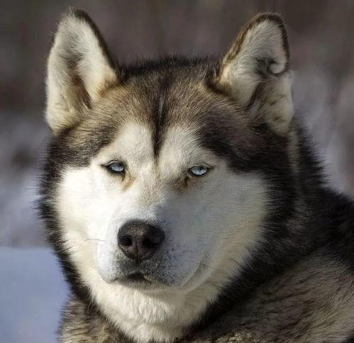 二哈碰拳吃瓜群众,一场欢乐的“拳王争霸”