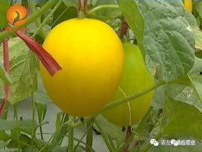 吃瓜群众翠果,揭秘娱乐圈那些事儿