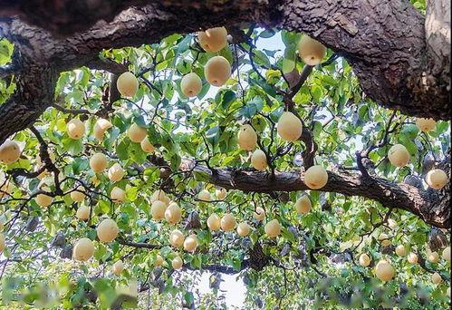 吃瓜群众1号柿树坪,揭秘神秘柿树坪的瓜界传奇