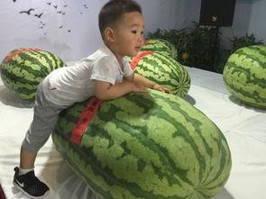 贵溪吃瓜群众事件,网络舆论的风暴与反思