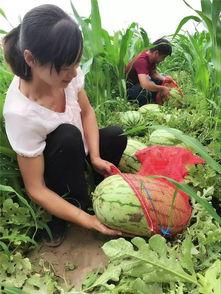 告别春天吃瓜群众