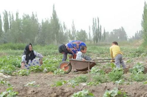 河石坝吃瓜群众视频