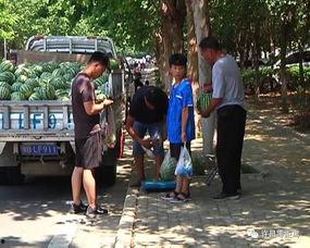 徐水吃瓜群众事件最新消息,最新进展与舆情分析