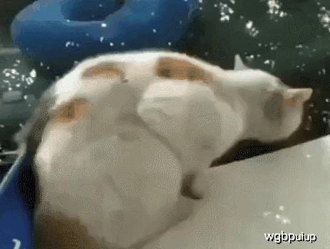 吃瓜群众流浪猫视频,吃瓜群众视角下的温馨瞬间