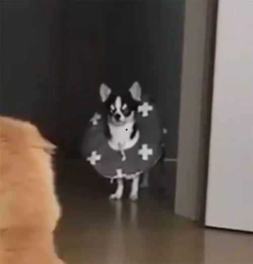 吃瓜群众的狗和猫,谁才是宠物界的王者？