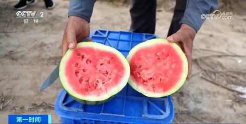 吃瓜群众有口福视频