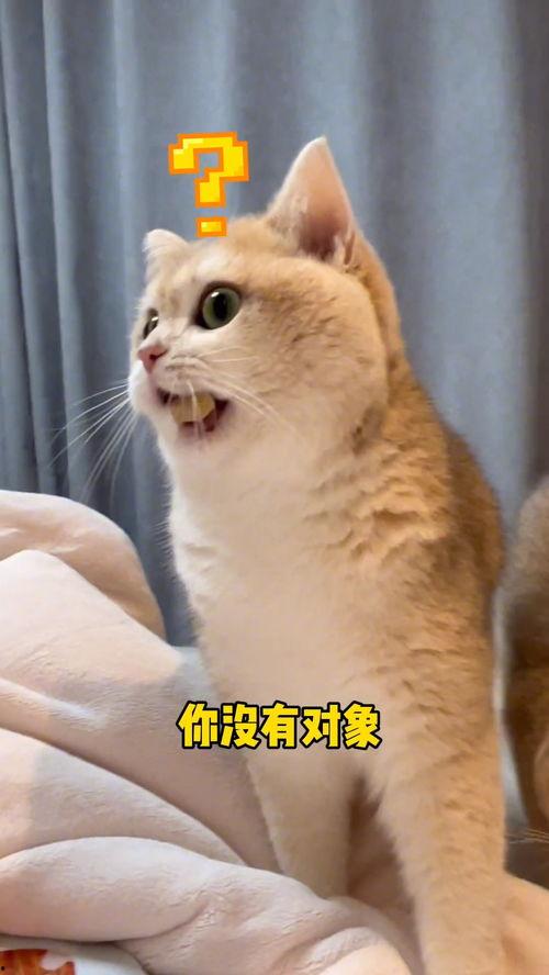 猫吃瓜群众搞笑图片,笑料横生！